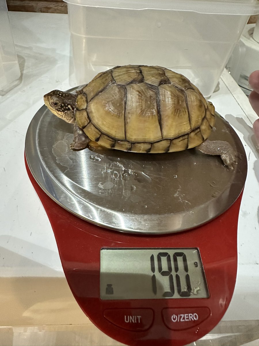 爬虫類ショップ 天和（tenwa_reptiles） tweet media