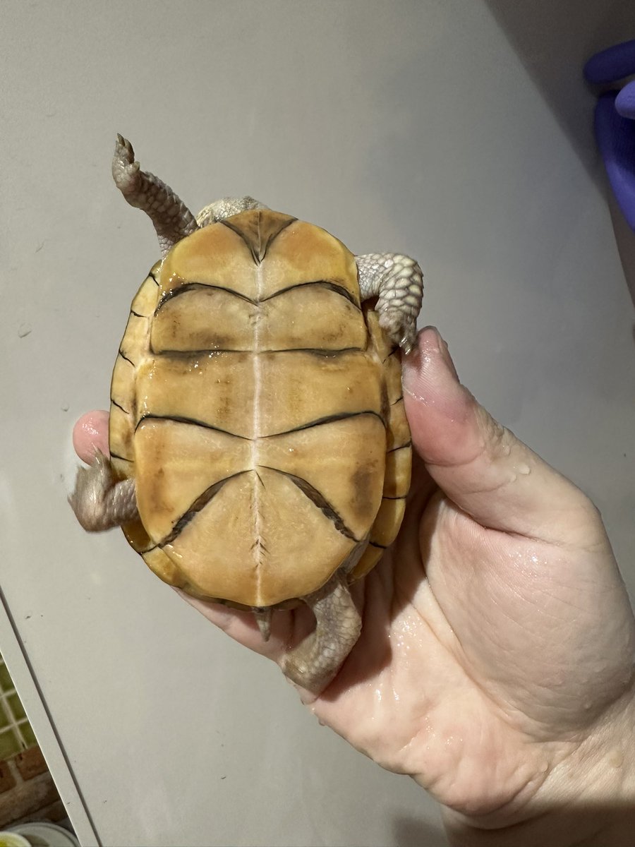 爬虫類ショップ 天和（tenwa_reptiles） tweet media