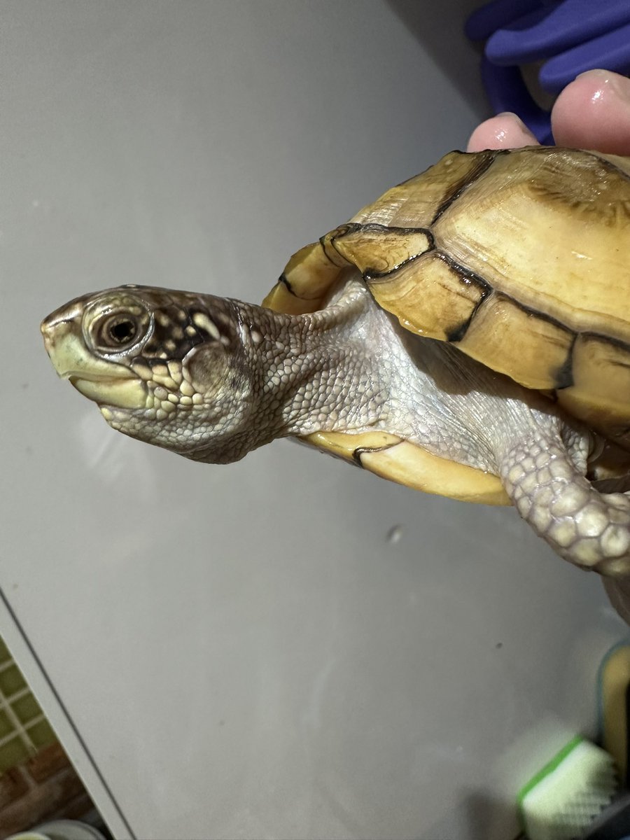 爬虫類ショップ 天和（tenwa_reptiles） tweet media