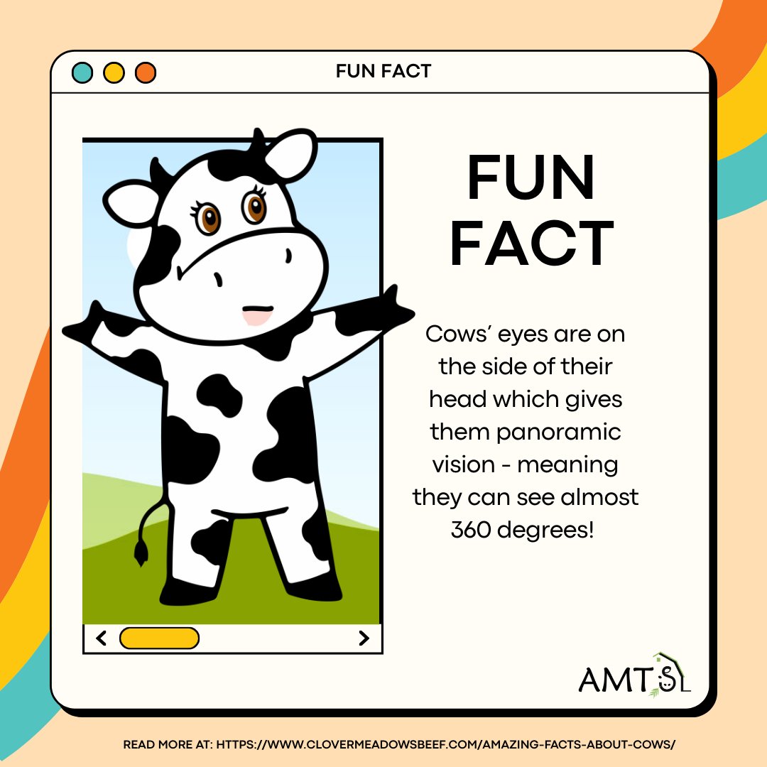 On average cows can see between 300-330 degrees!