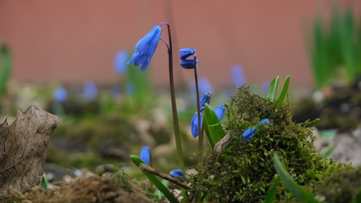 LVANI6's tweet image. Scilla siberica, the Siberian squill or wood squill.
#Flowers 
#blueflowers