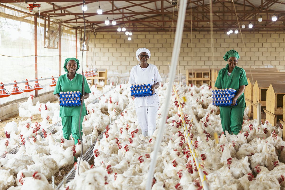 rigogaruth's tweet photo. Mwigire hino mbahe ahantu hizewe Kandi bafite inkoko zโinkoko koko
Nta handi wazisanga atari muri @cooko_rw
Uzanshimira numara kuziryaho ๐
#CookoRW #InkokoKoko #QualityFirst #FreshFromTheFarm #FarmToTable https://t.co/se1U08EIRy