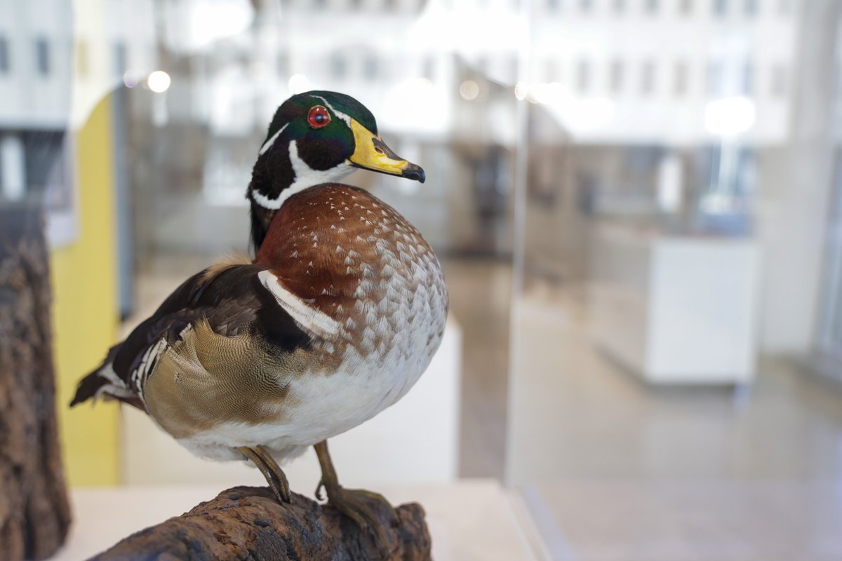 New Jersey State Museum tweet media