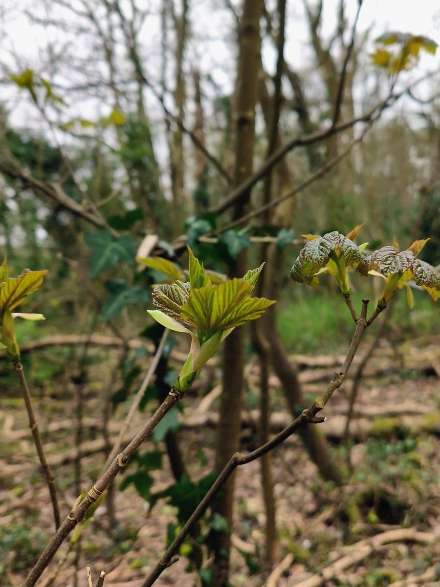 LadyGrace27's tweet image. Trail beneath my feet, fresh life around me… the woods have a way of reminding you that growth is always happening...🌿

#FridayVibes #FridayMotivation 
#woods #trails #nature #NatureLovers #growth
