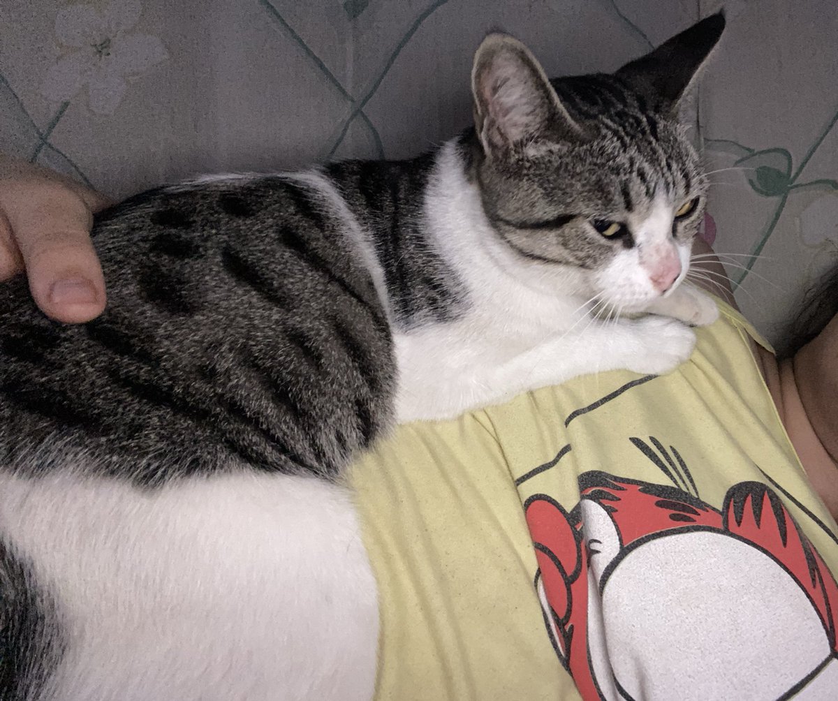Picoli3Picoli's tweet photo. @chuupinhas minhas gatas sendo nada carinhosas🤡 https://t.co/d5ETeMPiH0