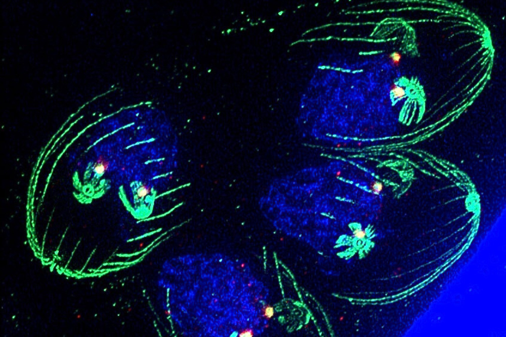 University of South Florida tweet media