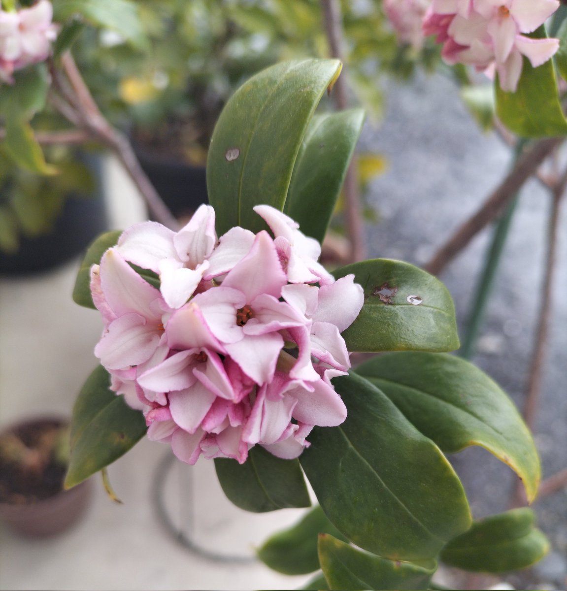 ❀
我が家の沈丁花
今年は花数も増えて
辺り一面によい香りが漂い
　　　　　しあわせな気分です
                                                          ❀ 
#沈丁花
#鉢植えの花