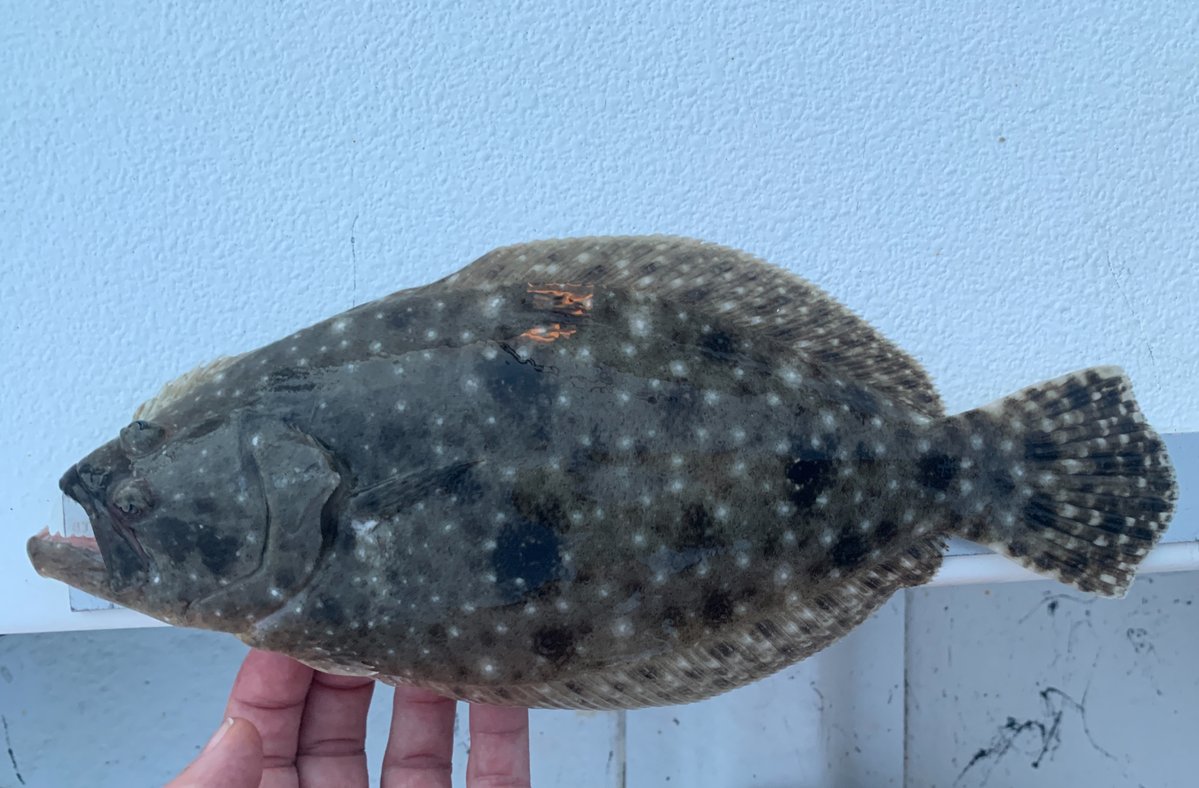 NC Division of Marine Fisheries tweet media