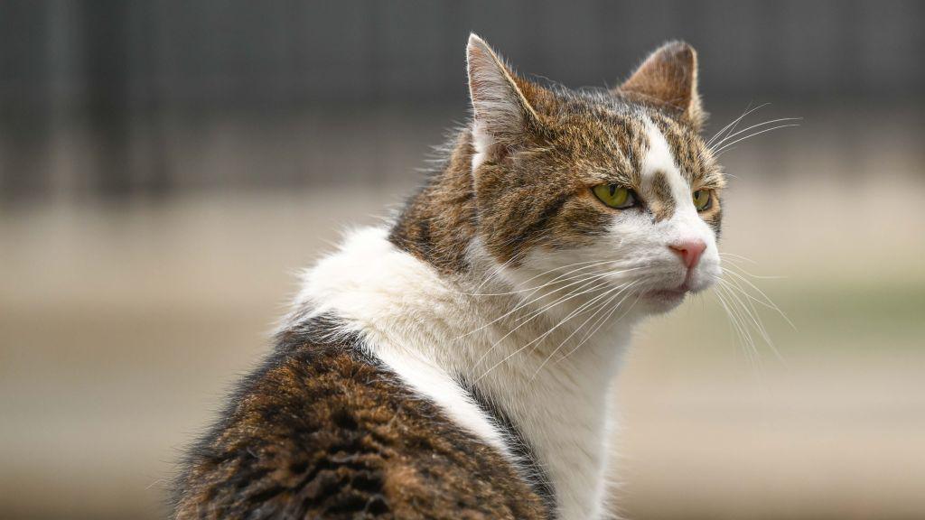 I'd like to assure the Catnadian people and their staff that this government is working to help unfreeze <a href="/Number10cat/">Larry the Cat</a>'s Twitter account.

Please continue to spread the word, especially the members of the press and Parliament who follow me. 

#FreeLarryTheCat