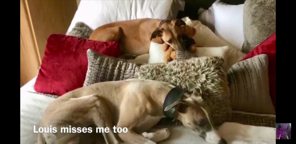 Missing Pets GB tweet media