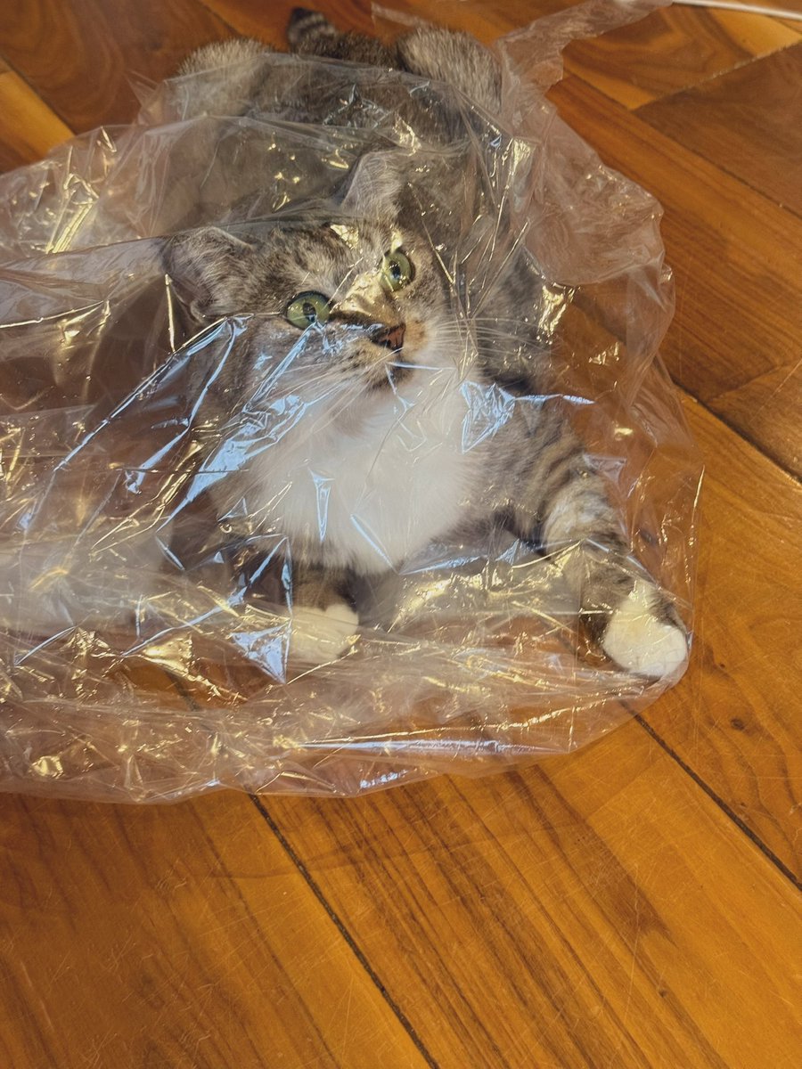 ココニャ@猫写真集、発売中！ (@kokonananya) / Posts / X