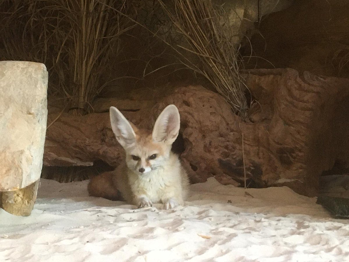 Fennec Every Hour! (@fenneceveryhr) on Twitter photo 