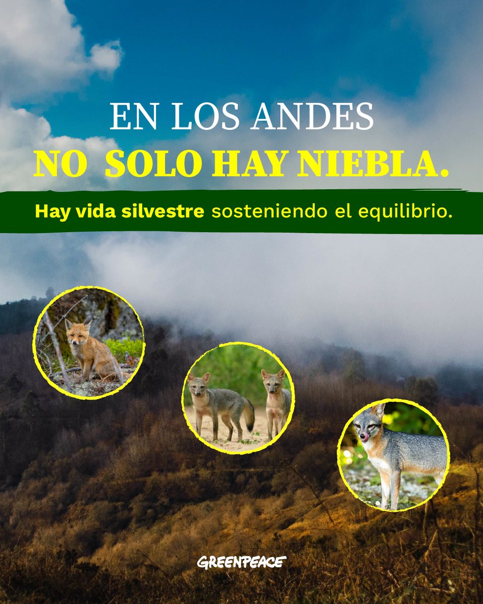 Greenpeace Colombia tweet media