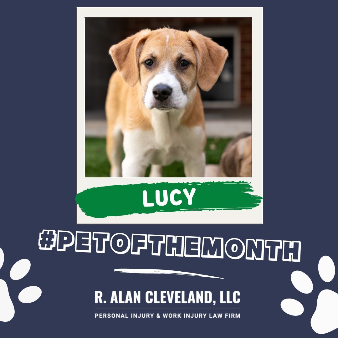 ATLLawGuys's tweet photo. Meet our #PetOfTheMonth, Lucy.

Lucy is a 3 month old, female, Mixed Breed. She is a sweet girl who loves spending time outdoors playing with her favorite toys.

She loves meeting new people and would make a great addition to any family.

Learn... below:
https://t.co/9tDNsVumnc https://t.co/mFfG8LGOuY