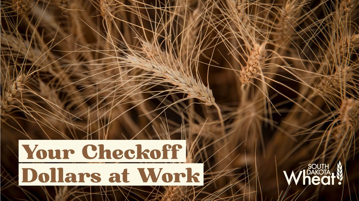 SD Wheat  tweet media