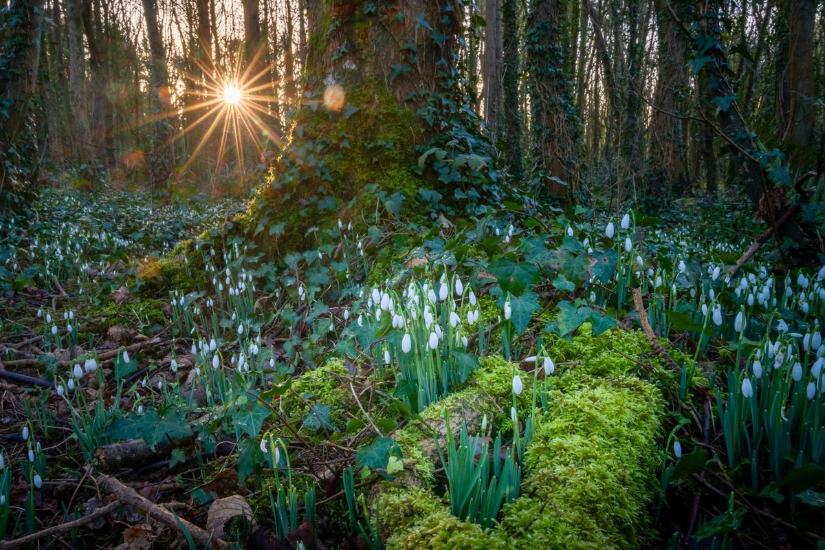 Trees for Life tweet media