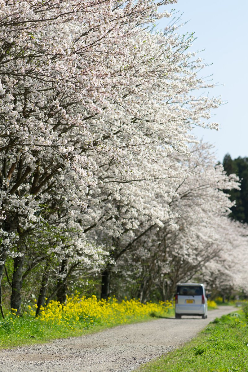 roshiP@3/21長崎4/5a福岡 tweet media