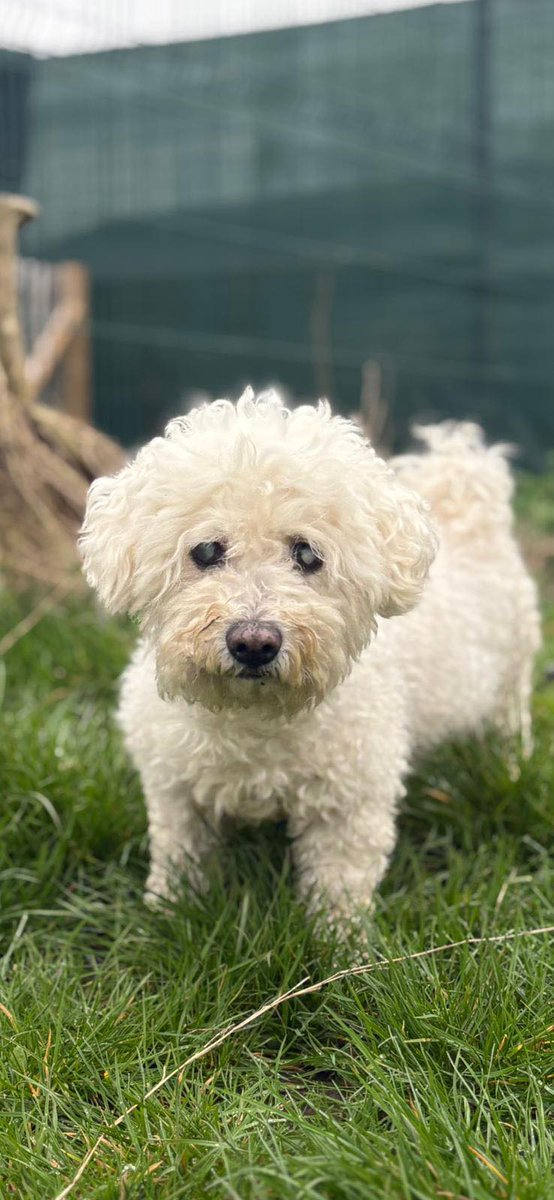 Urgent please retweet to help find a home for Nev #NEWPORT #WALES #UK  AGED 13 
BLIND, DEAF AND LEFT TO STRAY 💔💔💔
Nev is 13 years old and his owners didn’t come looking for him, he didn’t deserve this.
Nev is now looking for a retirement home to live out the rest of his golden