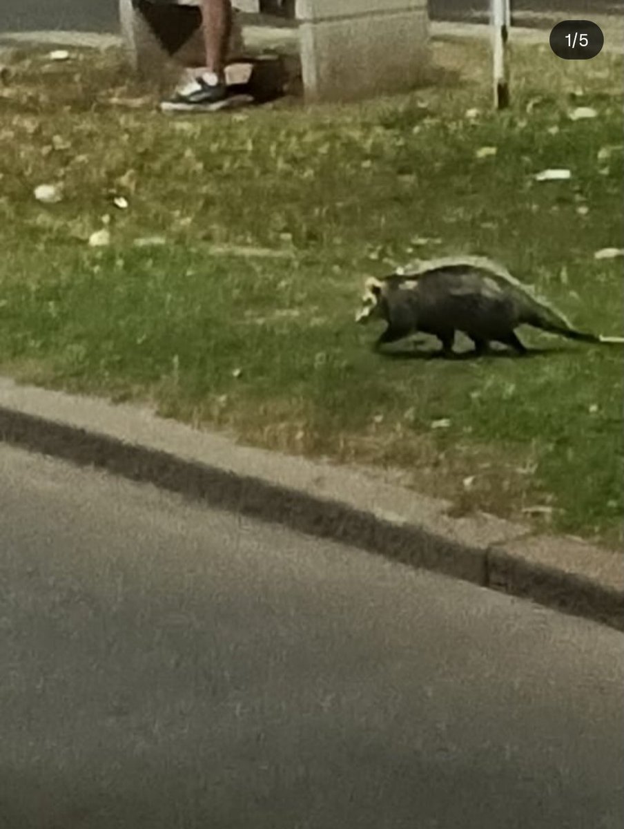 Buen Cine 3.0 🇦🇷 tweet media