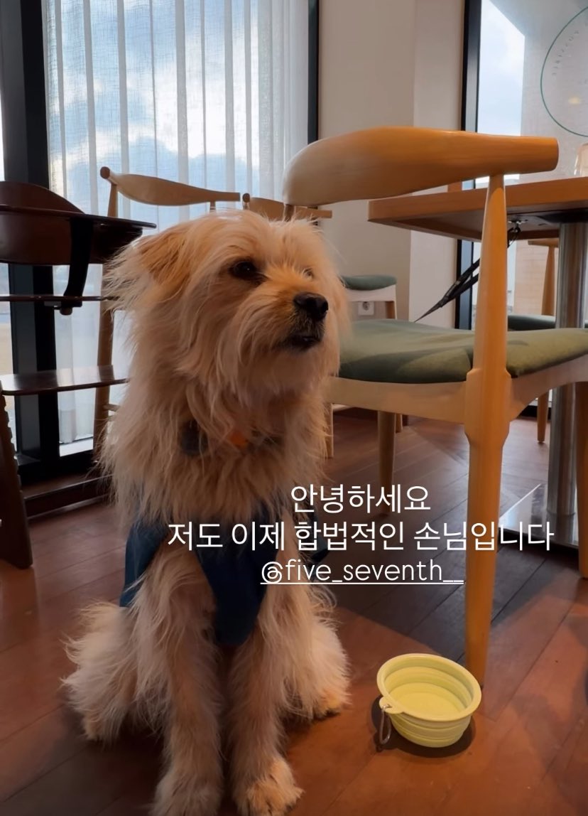 되도록 채식, 칠분의오 tweet media