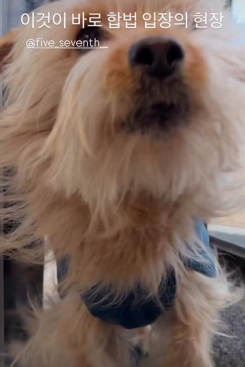 되도록 채식, 칠분의오 tweet media