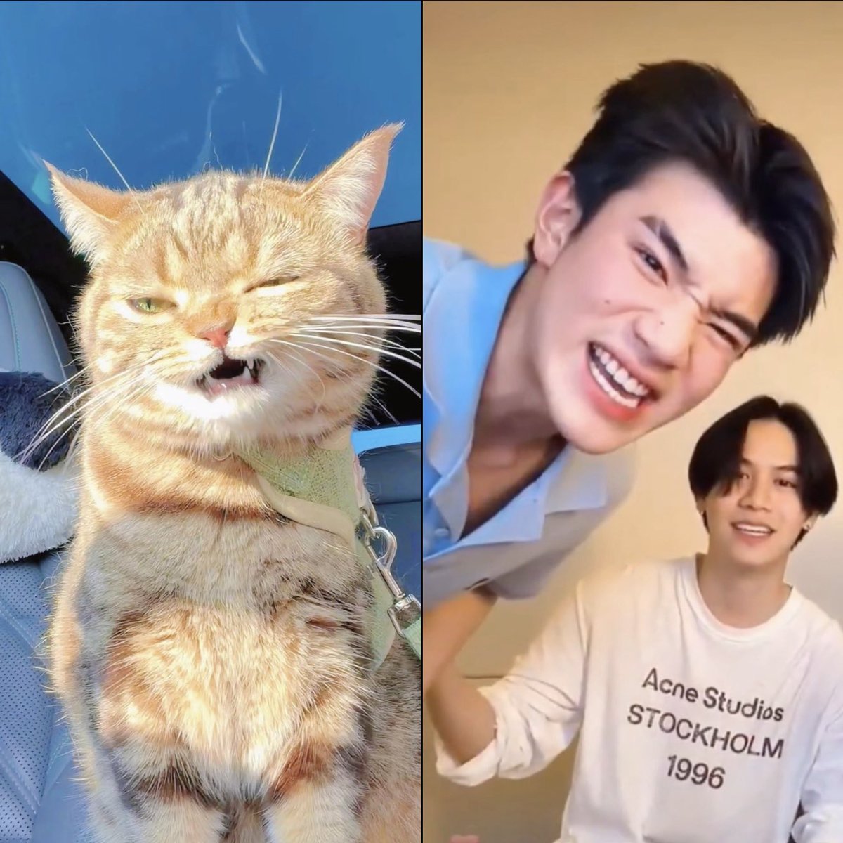 Atomiums's tweet image. น้องโฟ้ดเหมือนแมว หรือ  แมวเหมือนน้องโฟ้ด 😾