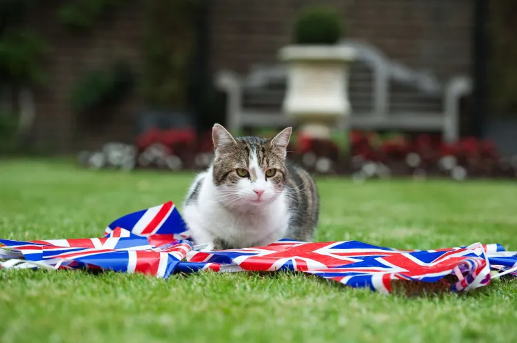 𝕏 <a href="/Support/">Support</a>
Please support #FreeSpeech and Free Larry The Cat!
The <a href="/Number10cat/">Larry the Cat</a> has been locked out of 𝕏 for almost 3 weeks!
#FreeNumber10Cat #FreeLarryTheCat