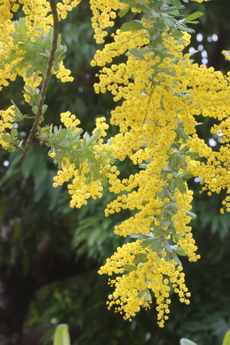 gontanokoneroku's tweet image. Mimosa 😇

#Mimosa #CootamundraWattle #AcaciaBaileyana