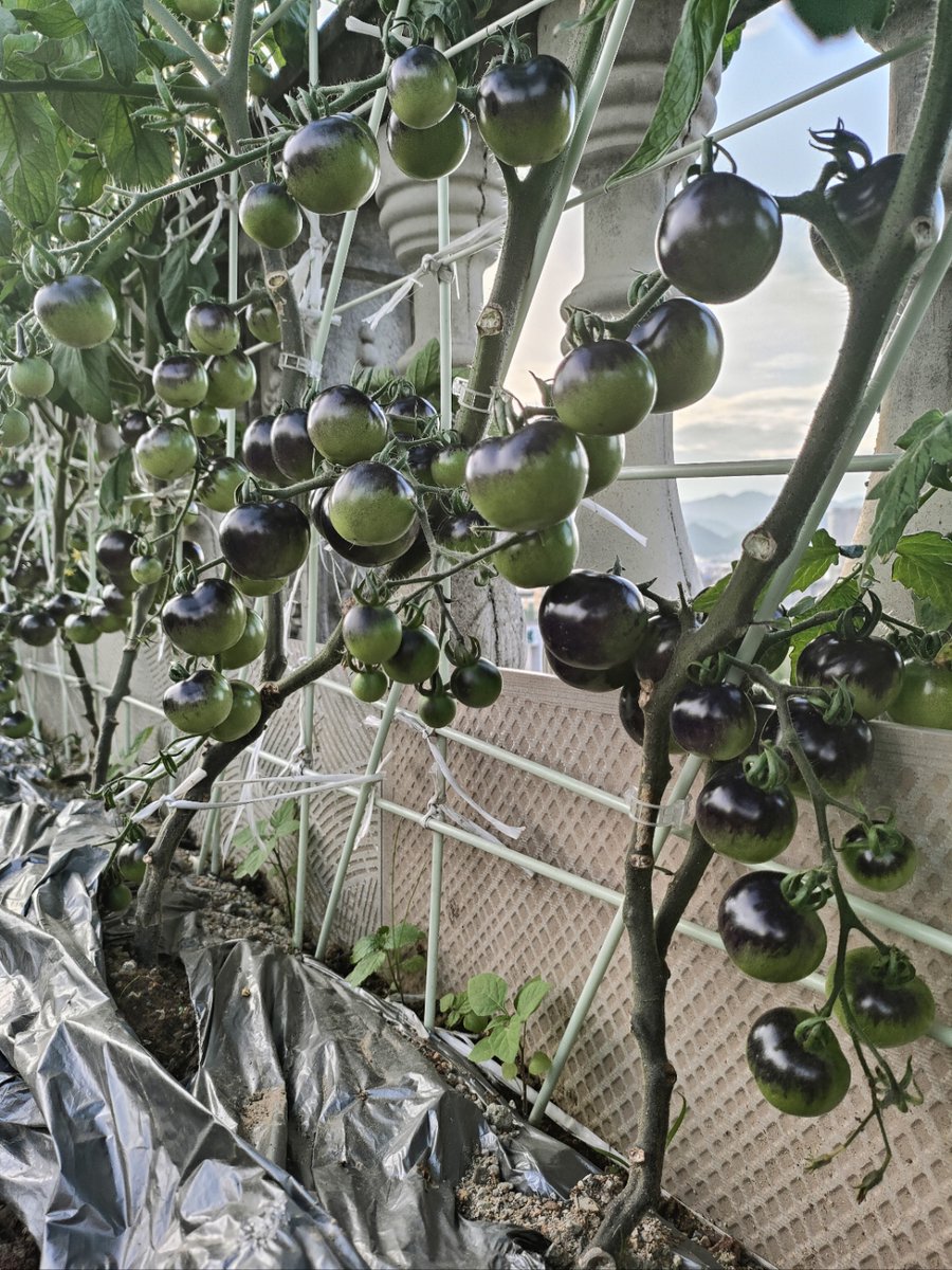 S&J Ievustnnants tweet media