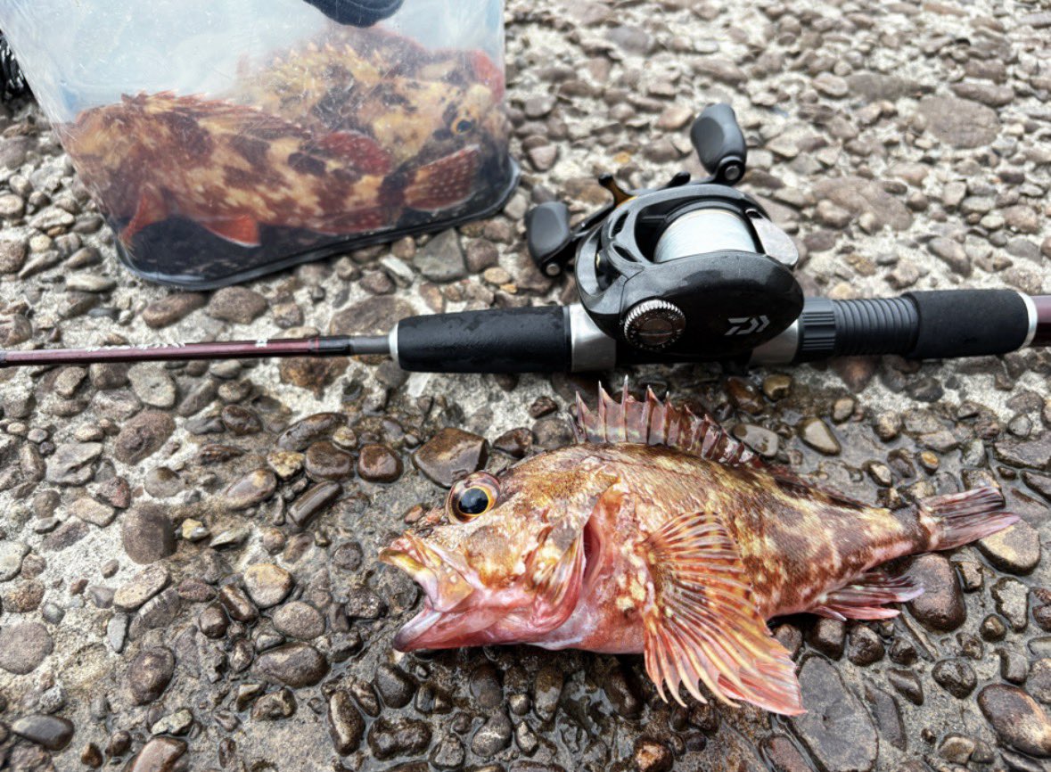 Rsfishin9's tweet photo. 穴釣りの動画投稿しました。

磯奥のテトラにてカサゴ連発！
良型カサゴを丸焼きにしました。
極上の味すぎです…

是非ご視聴よろしくお願い致します。
#穴釣り　#カサゴ　#釣り

https://t.co/x1wC6X9OmG https://t.co/dHrignow3I