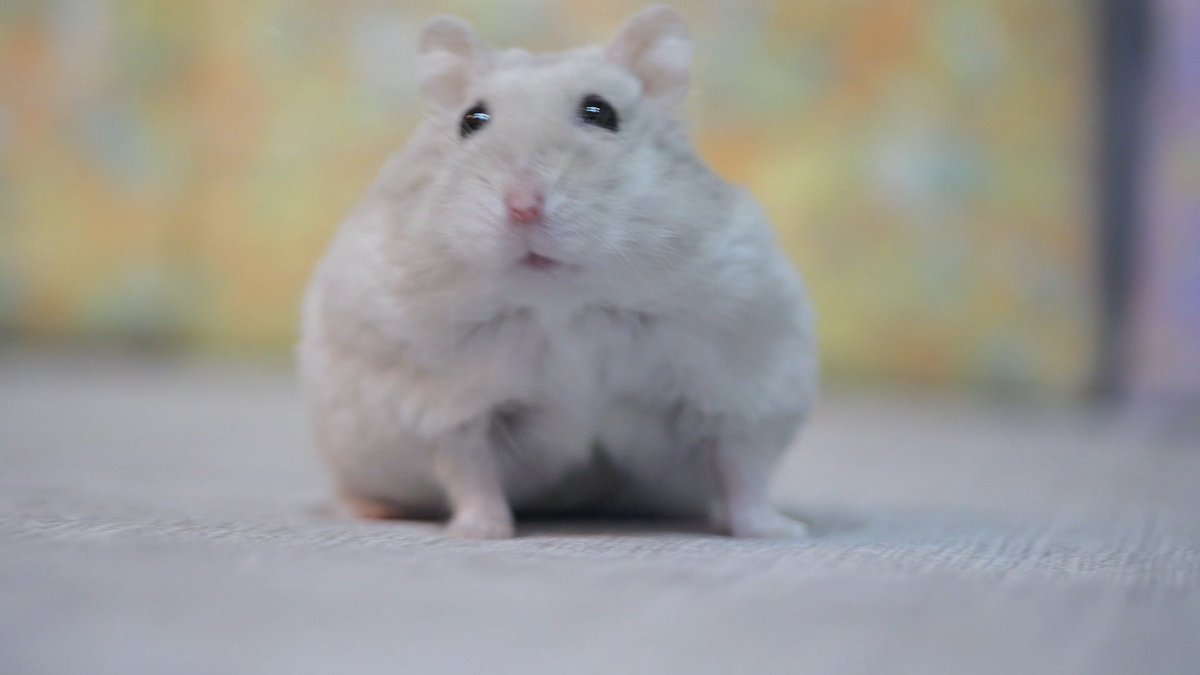 はむ@もっと！はむチラ長屋ch. (@86star2020) / Posts / X