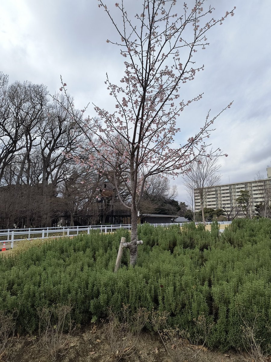 若葉園芸 tweet media