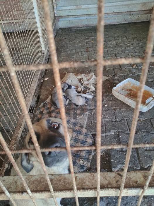 ayse0zer's tweet photo. Tarihe Not Düştük.

7527 sayılı Kanun’la sokak köpeklerinin toplanmasına yönelik düzenleme kabul edileli beri

149.785 köpek öldü.

Kanun oylaması sonrası gülerek poz verdiler. https://t.co/8sH4VR72g1