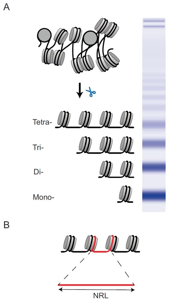 Teif Lab tweet media