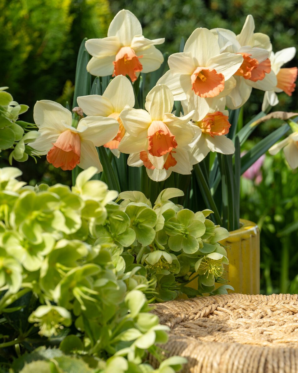 Flowerbulbs.com tweet media