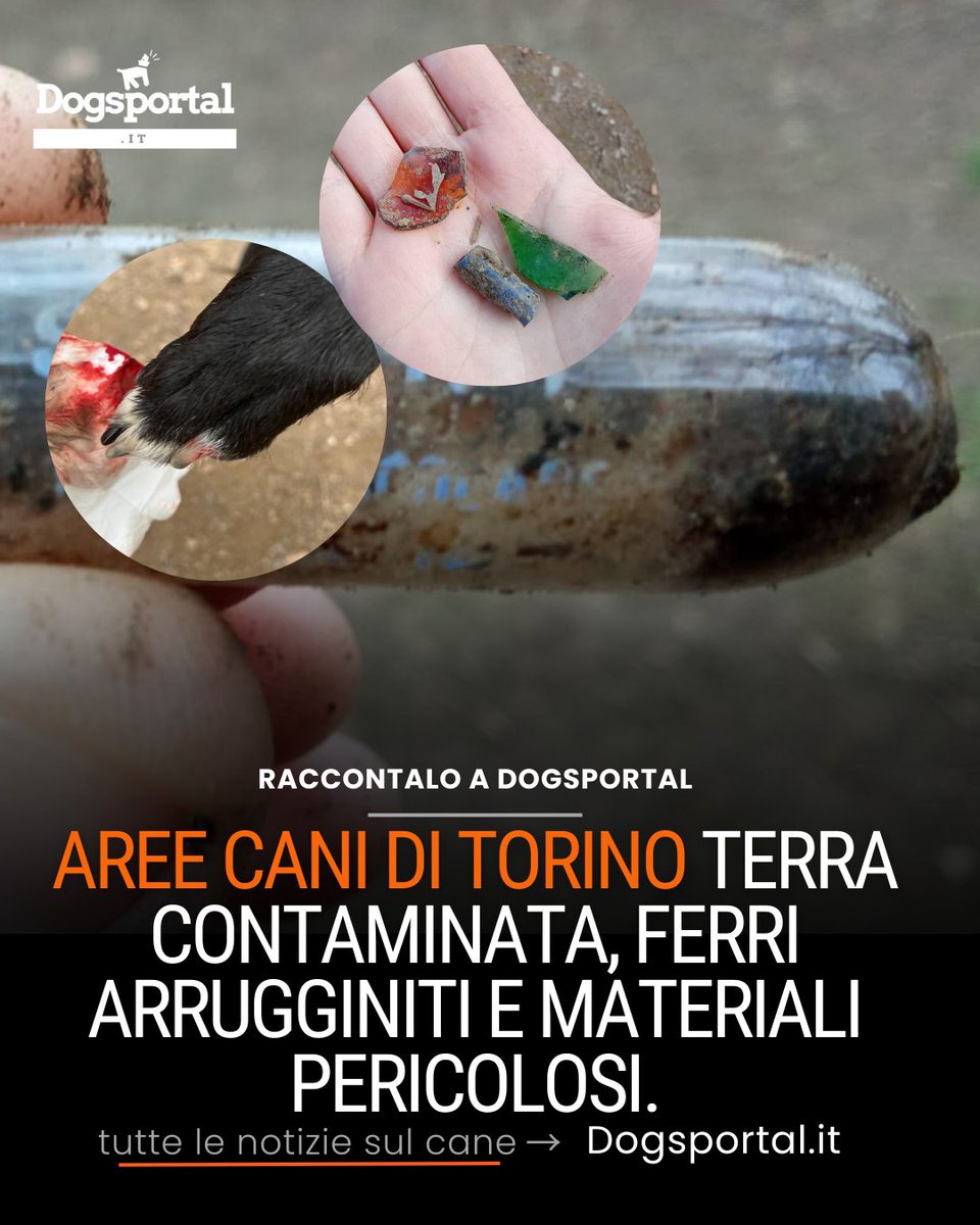 Dogsportal_it's tweet photo. Terra contaminata, ferri arrugginiti, siringhe. Tre aree cani a Torino fuori uso dopo un intervento di manutenzione. Un cane già ferito. La colpa? Dei frequentatori, ovviamente.
Su Dogsportal
https://t.co/mDahFNkTQe https://t.co/XaNFwP0HFY