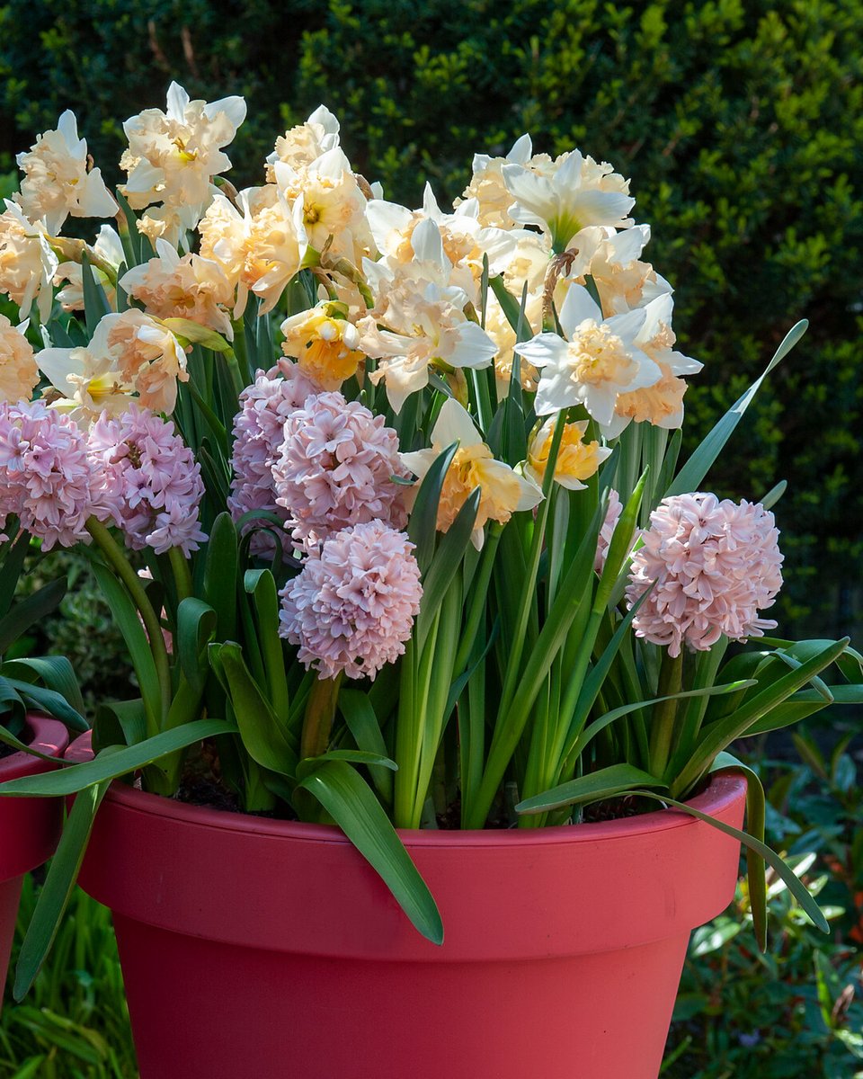 Flowerbulbs.com tweet media