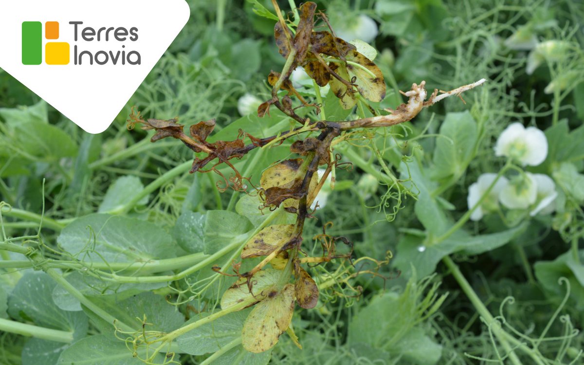 Clarisse_TI_NE's tweet image. #Pois d'hiver 📷 les conditions humides de février et le retour de la douceur = combo gagnant pour l'apparition des maladies aériennes
👉Privilégier une protection précoce à adapter au contexte climatique de l'année
🔗terresinovia.fr/fr/actualites/…