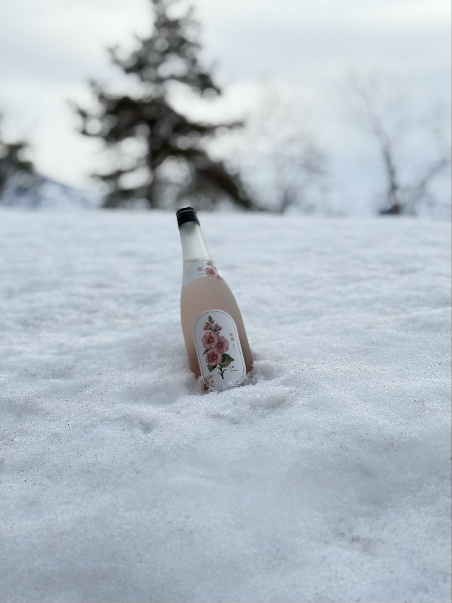 hakkaisan1922's tweet photo. 【にいがた酒の陣2026　お知らせ第二弾！】🍶

いよいよ明日3月7日（土）、明後日8日（日）は「にいがた酒の陣」😆
第一弾ポストにてお知らせした試飲の他にも、まだあります！

＜有料試飲＞
★唎酒 3種飲み比べ 1セット500円💐
去年も大人気だったこの企画。「八海山」とは異なる、八海醸造の新しい清酒ブランド「唎酒ｰRishu-」を3種、少しづつお試しいただけます。
唎酒の顔とも言える「春紫菀（ハルジオン）」、芳醇な香りと味わいが魅力の「黄菖蒲（キショウブ）」に加え、なんと発売前の「立葵（タチアオイ）」も先行試飲で飲めちゃいます！
「立葵」で印象的な薄いロゼピンクは紫黒米による天然の色味。ワイングラスに氷をひとつ浮かべて楽しむスタイルもおススメのこの新商品は3/18発売開始で、酒の陣でも小売は行いません。試飲だけのお楽しみです😲

【唎酒ｰRishuｰ とは】
2022年に創業100周年を迎えたHakkaisanが、次の100年に向けた新たな挑戦として、「食に寄り添い、心はなやぐ」をテーマに立ち上げた新ブランド。
毎年異なる酒質を設定し、清酒製造の責任者である杜氏を中心に、Hakkaisanが長年培ってきたものづくりの精神や技術を継承しながら、「八海山」とは異なる表現に挑戦しています。
特徴的な花のラベルは、質や味わいのイメージを視覚でも楽しんでいただけるよう、唎酒の製造地である新潟県・魚沼に咲く花をモチーフとしています。
ひとつずつ、杜氏が選定したそのラベルから想像する酒質と実際の味わいのリンキングも、唎酒のお楽しみポイントのひとつです。

■春紫菀（ハルジオン）
ほのかにグレープフルーツのような香りをまとう、さわやかな酸味と甘味が特徴。心地よいかすかな渋味が食事との味わいを引き立てます。

■黄菖蒲（キショウブ）
南国フルーツのような芳醇な香り。やわらかくジューシーな甘味と酸味が絶妙なバランスで、完熟果汁のような余韻を楽しめます。

■立葵（タチアオイ）
野いちごを思わせる、みずみずしく印象的な香り。のびやかに広がる果実味を伴った甘酸っぱさとビターな余韻が華やぎのあるひとときを演出します。

#八海山 #酒の陣 #日本酒 #新潟