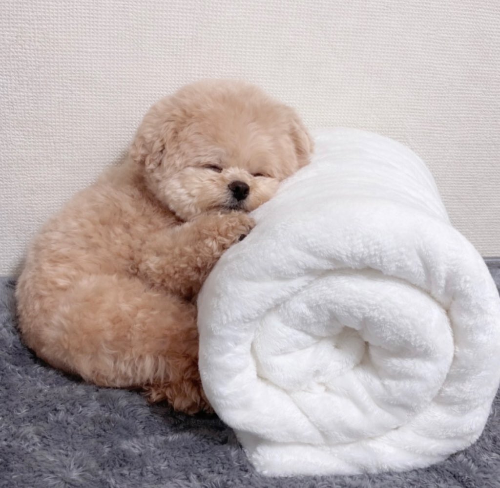 Fuwancho319's tweet photo. 帰ったら毛布ロールに寄っかかって寝てた🧸💤

#ポメプー https://t.co/r77NnRgQCd
