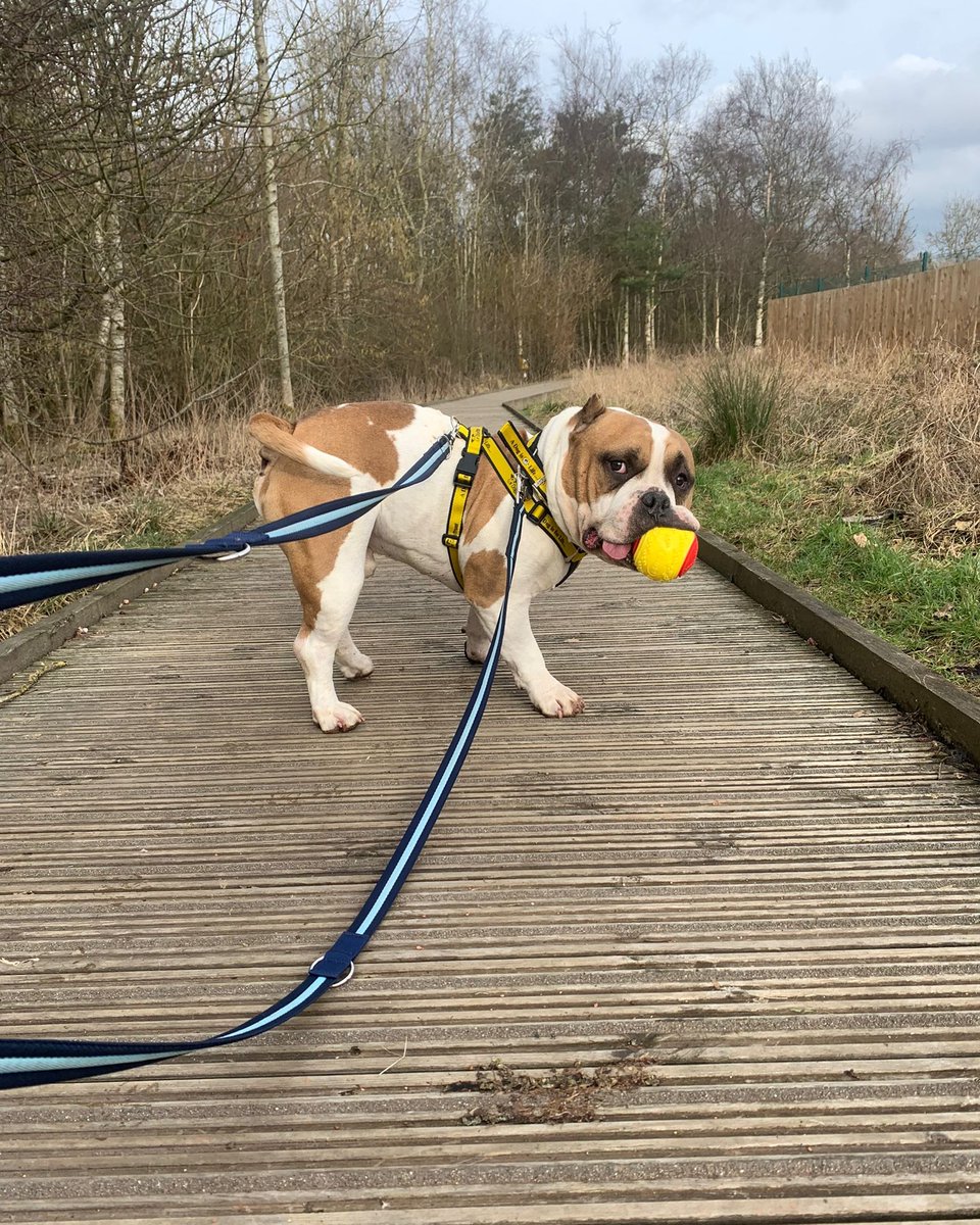 DT_WestCalder's tweet photo. Sweet boy Moss is loving life in his foster home! This laid back boy enjoys a short walk and then it's time to get snuggled up. 💛

Do you have a comfy spot for him to snooze on?😴 

Check out his profile 👉: https://t.co/y46qG1dgfu

#AdoptDontShop⁣⁣
#ADogIsForLife⁣⁣
@DogsTrust