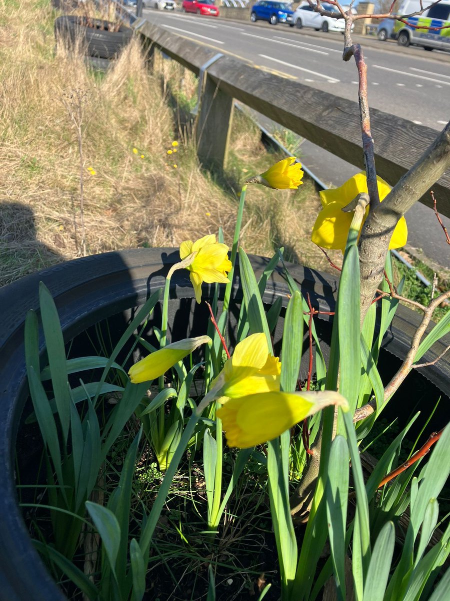 RRR_LUF's tweet image. Guerrilla Gardens 🌼🌿

Spring is on it's way and the Guerrilla Gardens project is up and running! Lots of prep work and tidying up being done...paving the way for planting and new beds. Exciting times ahead!

 #RootsCommunity #RedRoseRecovery