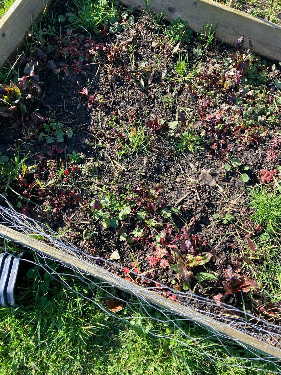 RRR_LUF's tweet image. Guerrilla Gardens 🌼🌿

Spring is on it's way and the Guerrilla Gardens project is up and running! Lots of prep work and tidying up being done...paving the way for planting and new beds. Exciting times ahead!

 #RootsCommunity #RedRoseRecovery
