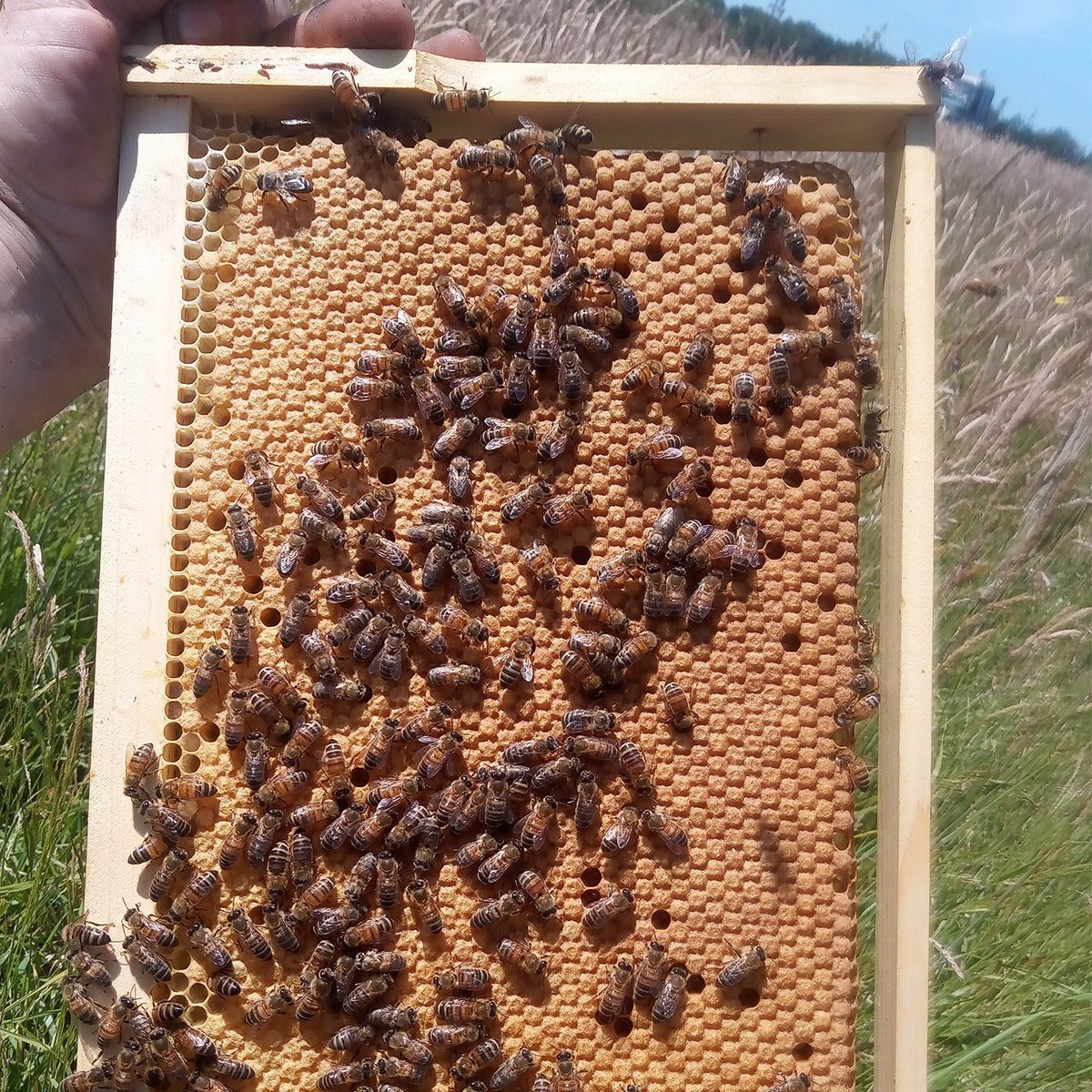 BeesBishops's tweet photo. Strong brood pattern.
Consistent performance.

This is the result of deliberate selection — not luck.

If you’re ready to move beyond raising queens and start improving your stock properly, that’s exactly what we’ll cover on this year’s course.

Better standards. Better bees. https://t.co/7DuvlXkQud