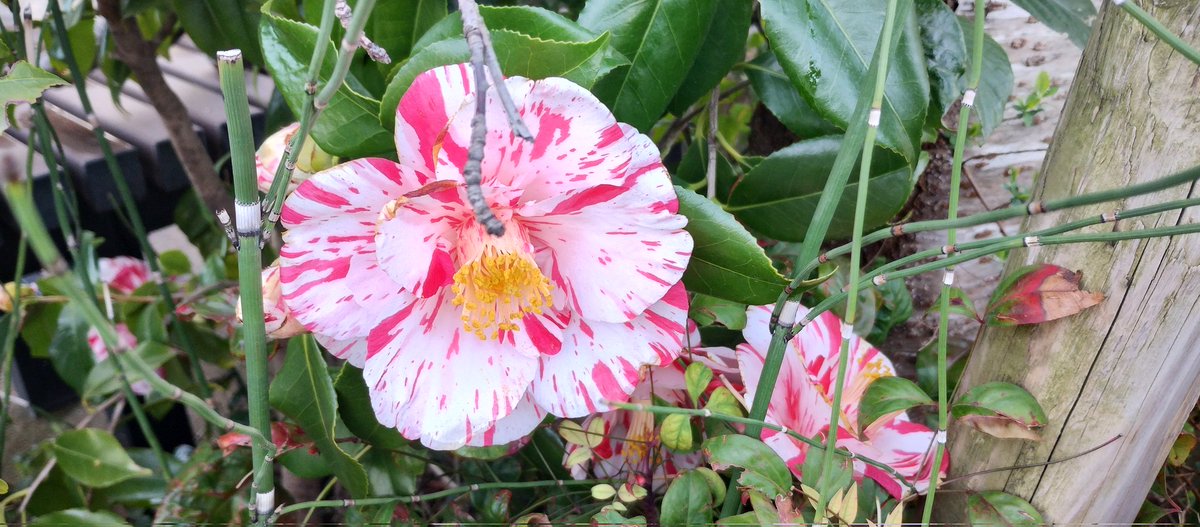 見たことない花だから画像検索したら椿って出てきた、こんなカラフル