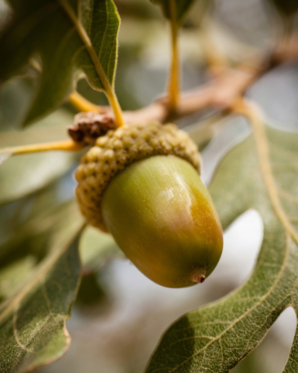 AlimentosExtremadura tweet media