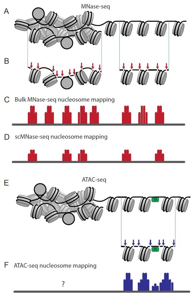 Teif Lab tweet media