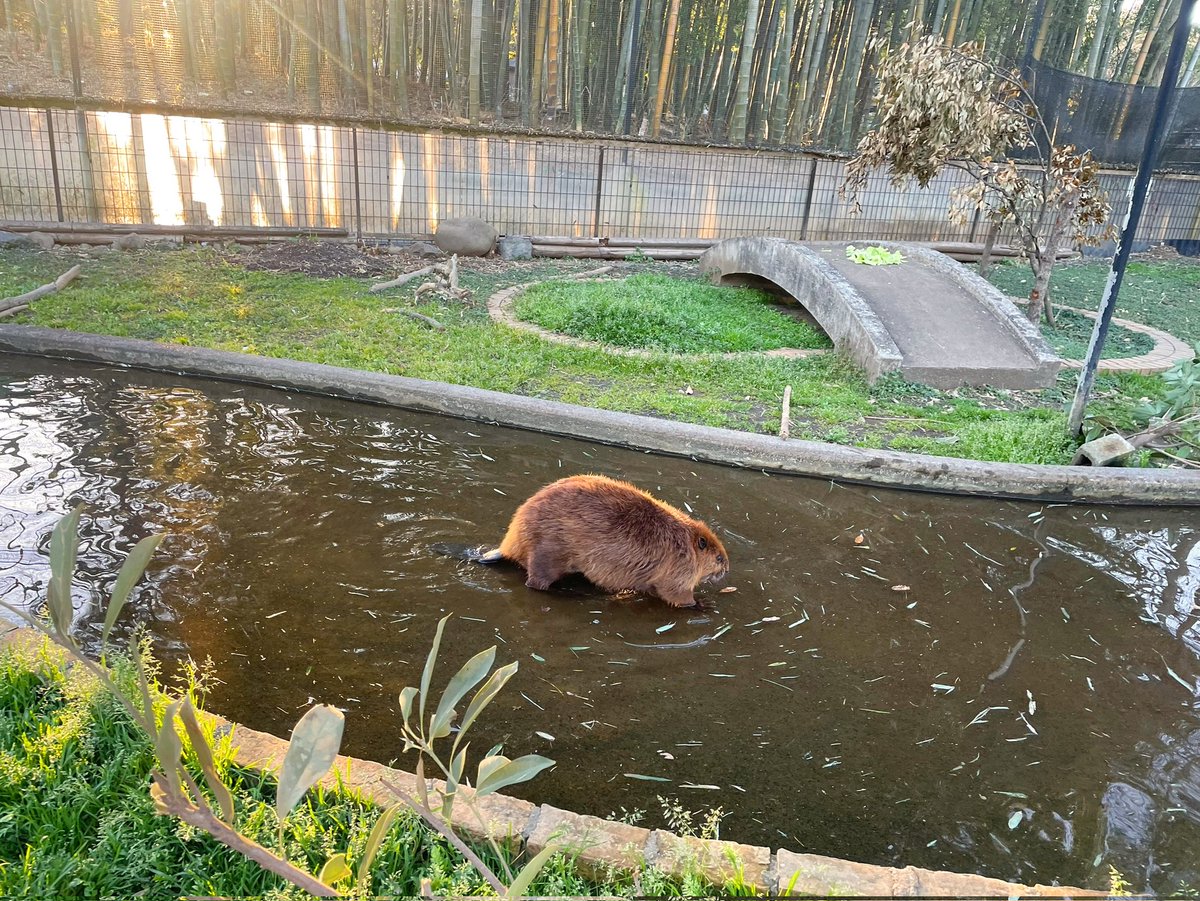 むぎ
