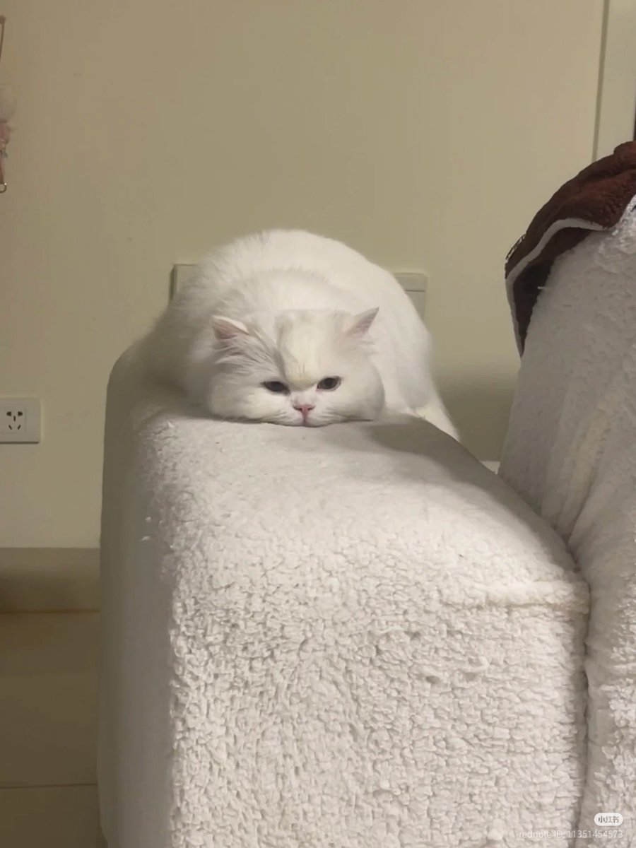 nocontextscats's tweet photo. Bored https://t.co/vk1mh8ZEnk