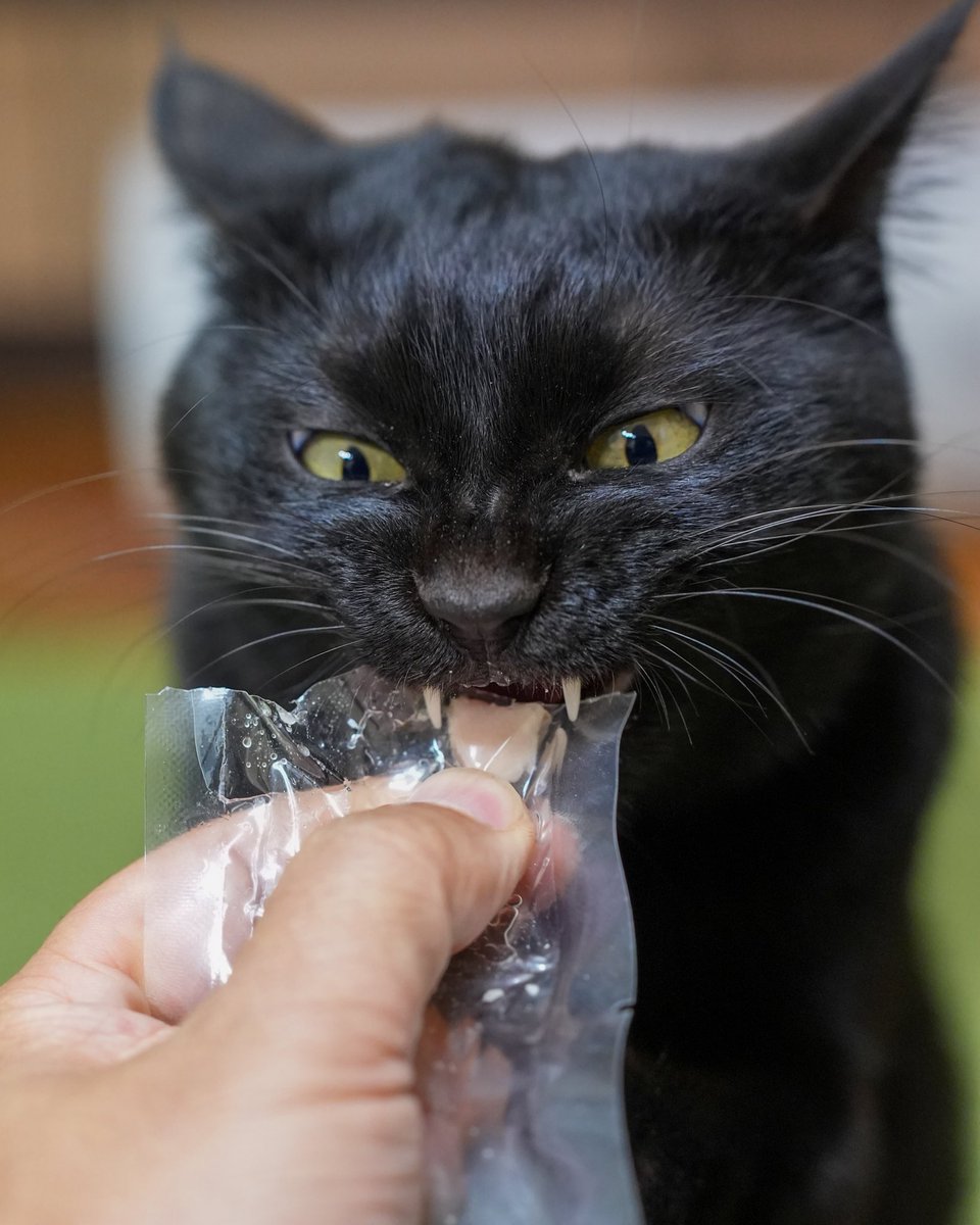 黒猫つくねちゃん太しっぽ (@oreo_blackcat) / Posts / X